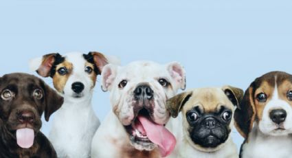 Las 3 curiosidades más increíbles de nuestros perros