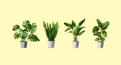 4 plantas de interiores que atraen la buena energía a tu hogar y son fáciles de cuidar