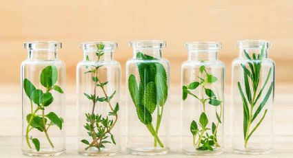 ¿Qué es la homeopatía y qué beneficios trae a tu vida?