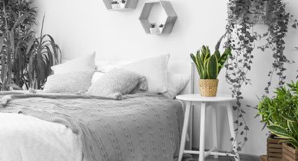 3 plantas para decorar tu habitación sin perder oxígeno