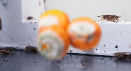 La fruta que necesitas para eliminar para siempre los insectos de tu terraza