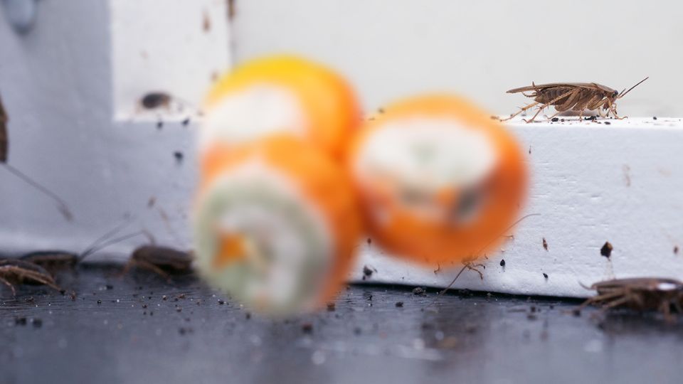 Con una fruta podrida se consigue un insecticida natural. Fuente: producción Panorama