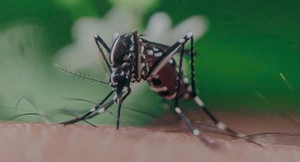 El nuevo perfume corporal que es antimosquitos y no puede faltar en tu bolso