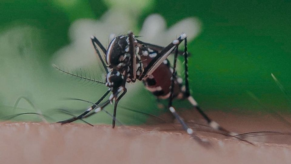 Un nuevo perfume es efectivo contra los mosquitos. Fuente: pexels.com