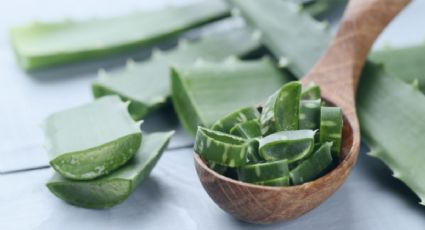 Aloe vera, la planta que no te puede faltar este verano