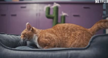 Si amas a los gatos, no te puedes perder este documental de Netflix