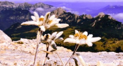 Flor de Edelweiss, la planta que mejorará la apariencia de tu piel