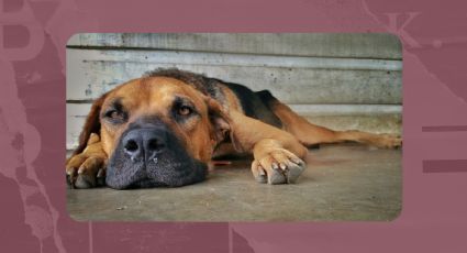 Protege las patitas de tu perro con estos 3 remedios caseros