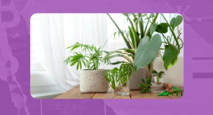 Coloca algunas de estas 4 plantas de interiores resistentes y decorativas en tus pasillos