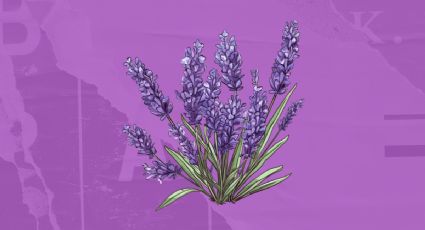 Aquí debes colocar las ramas de tu planta de lavanda para atraer la abundancia y la buena suerte, según el Feng Shui