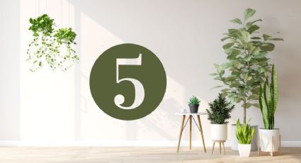 Protege tu buena y sana energía con estas 5 prácticas, según el Feng Shui