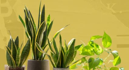 4 plantas de interior que decoran tu salón todo el año