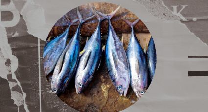 Conoce los pescados azules recomendados por Harvard para cuidar tu corazón