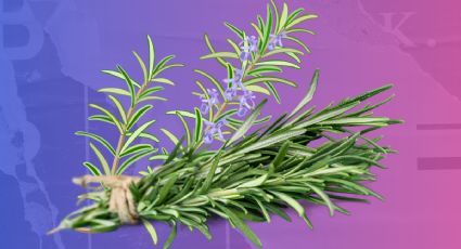 5 hierbas y hojas para quemar durante un ritual de limpieza energética con humo