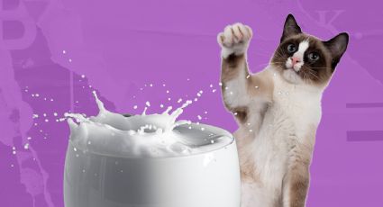 Mito desmentido: La realidad sobre darle leche a los gatos, según los especialistas