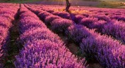 Aprende cómo reproducir tu planta de lavanda sin esfuerzos