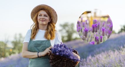 El truco para reproducir las plantas aromáticas de tu jardín