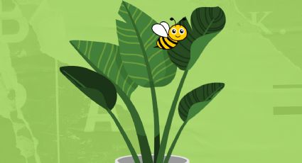 ¿Qué sucederá en tu vida si una abeja visita tus plantas?