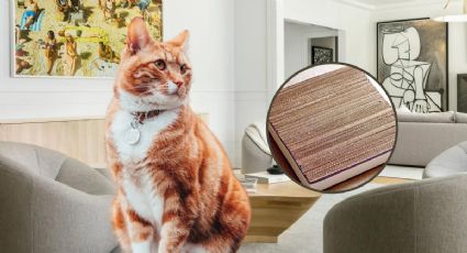 Aplica este truco casero para que tu gato no destruya tus muebles