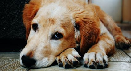 ¿Cómo puedo saber si mi perro tiene fiebre y que hago?