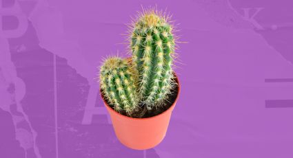 5 cuidados fundamentales para las plantas de cactus