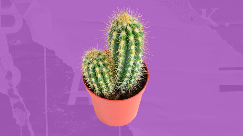 Cactus. Fuente: producción Panorama España.