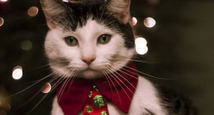 Navidad: 3 regalos ideales para una mujer amante de los gatos