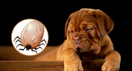 Di adiós a las garrapatas de tu perro con este método efectivo, según veterinarios
