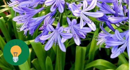 ¿Cómo lograr que tus agapanthus crezcan llenos de flores?