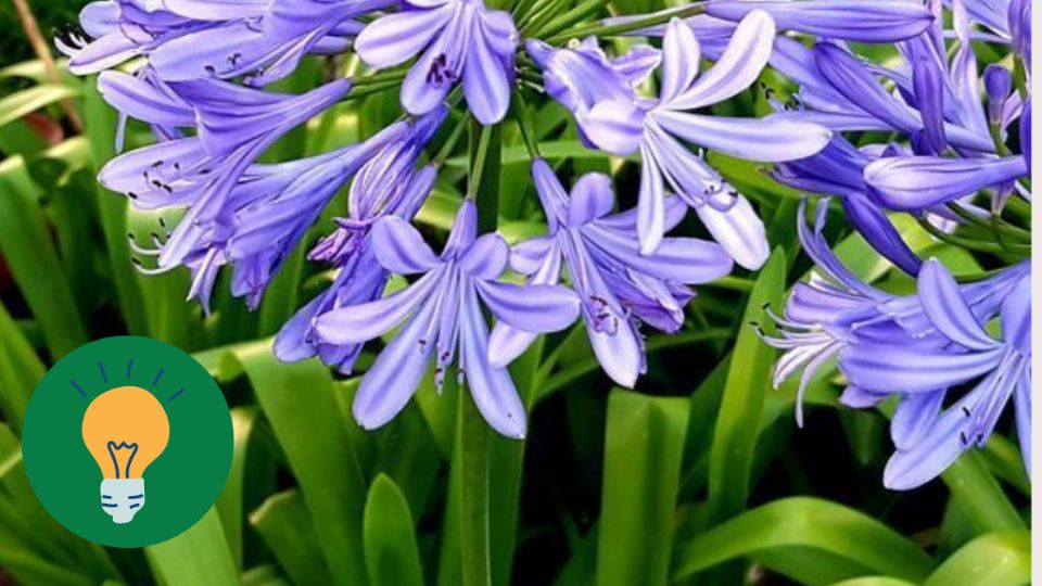 agapanthus. Fuente: Pinterest