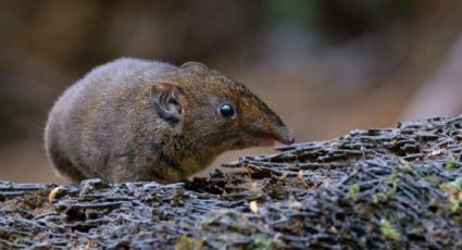 Descubren 5 nuevas especies de mamíferos de la familia de los erizos en el sudeste asiático