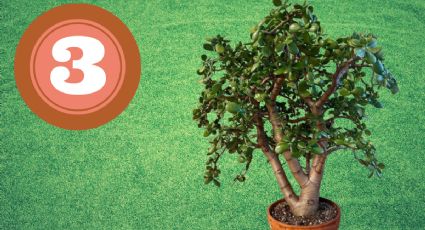 3 lugares ideales para colocar el árbol de jade para que estalle de hojas