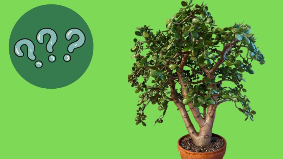 Árbol Jade. Fuente: Canva