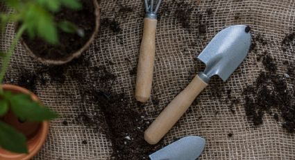 Esta es la planta frondosa que llena de vida nuestro hogar: así debes cuidarla