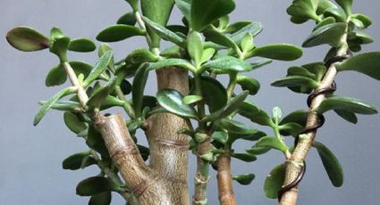 Aprende cómo revivir tu árbol de jade con un ingrediente de cocina