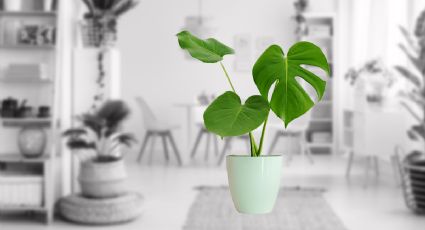 La planta interior que elimina la humedad y que es ideal para colocar en tu baño