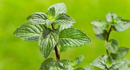 Con una planta de tu jardín y 3 aceites esenciales prepara esta mascarilla antiarrugas