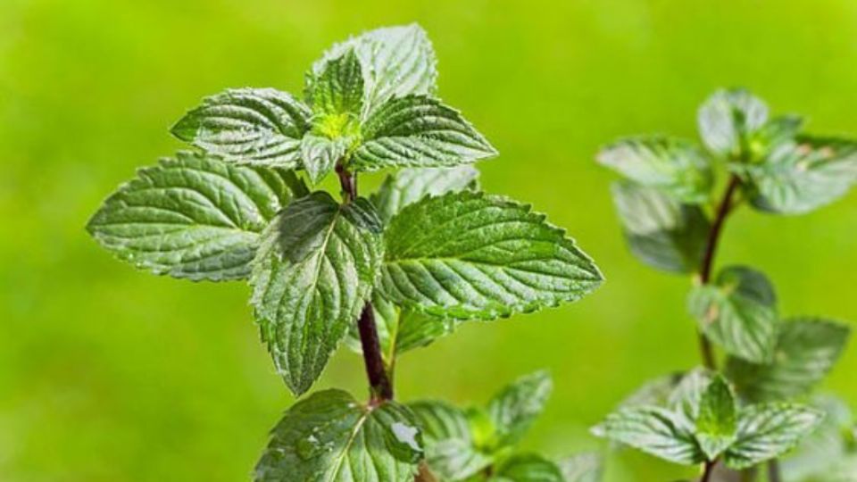 Con una planta de tu jardín y 3 aceites esenciales prepara esta mascarilla antiarrugas. Fuente: Pinterest.