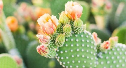 Haz que tus cactus den las mejores flores con estos 3 secretos