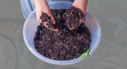 Con 2 ingredientes, haz este abono casero para que tus plantas crezcan fuertes