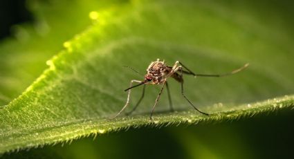 Repele los mosquitos de tu hogar con estas plantas