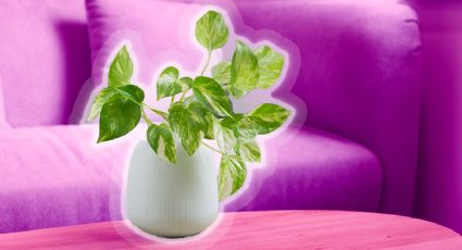 Descubre cuál es la planta que es un símbolo de suerte y prosperidad, para el Feng Shui