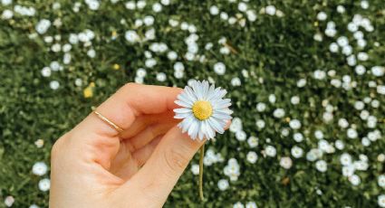 Con estas florecitas de tu jardín puedes preparar una crema reparadora de la piel para las quemaduras del sol