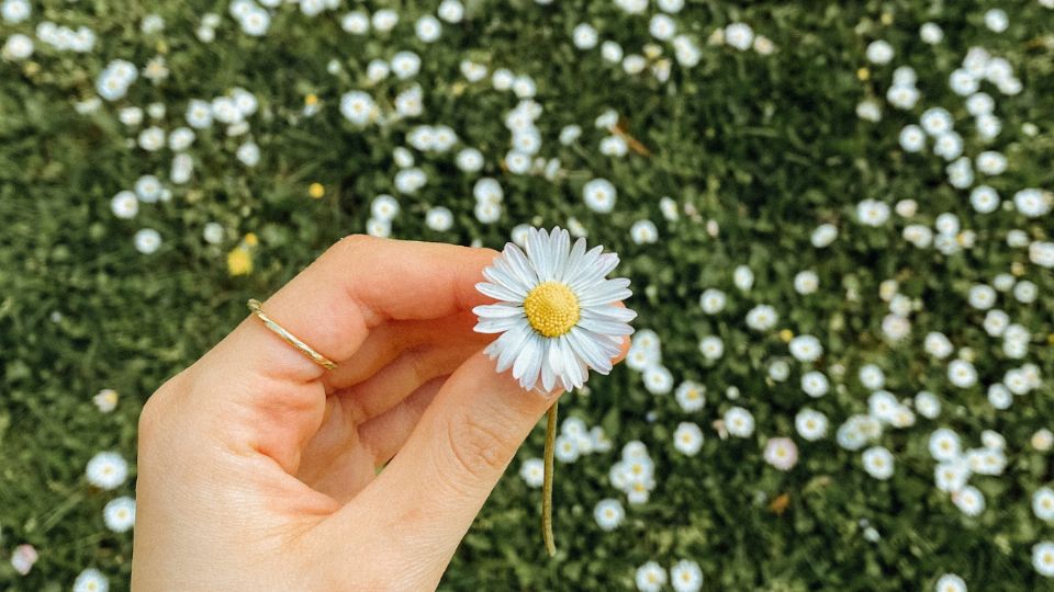 Con estas florecitas de tu jardín puedes preparar una crema reparadora de la piel para las quemaduras del sol. Fuente: Pexels / with cloudd