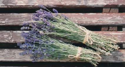 Cuáles con los secretos para que tu planta de lavanda luzca impecable todo el año