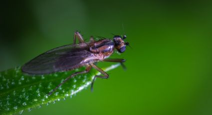 5 plagas y enfermedades que atacan las plantas en verano