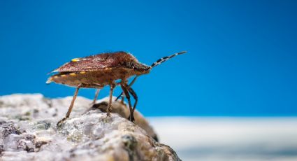 Elimina las chinches de tu habitación usando solamente una especie