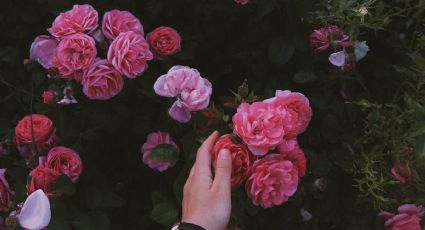 Estalla tus rosales de flores con este fungicida casero y natural