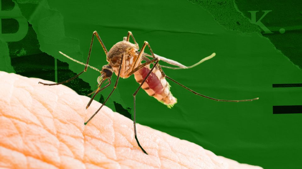 Algunos aromes atraen a los mosquitos. Fuente: Producción Panorama España/Shutterstock.