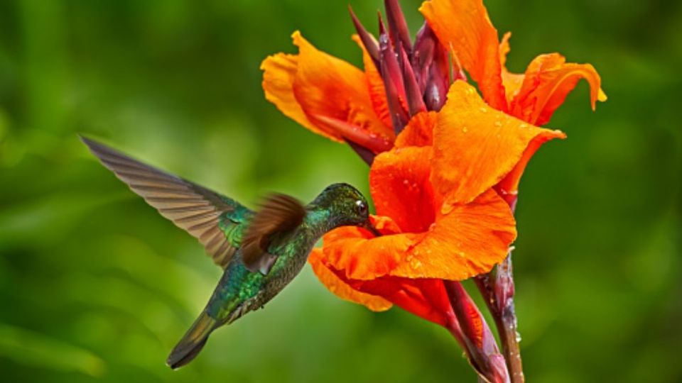 Las razones por las cuales el colibrí visita tu jardín. Fuente: Pixabay.